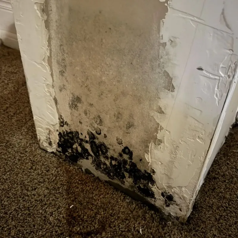 Professional Mold Removal in Haakon County, SD